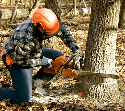 Tree Removal in Ruth, MI